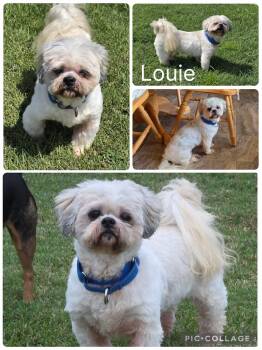Louie -  Lhasa Apso Dog for Adoption in Enterprise, Alabama - Louie | PetCurious