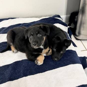 Ridge -  German Shepherd Dog and Border Collie Dog for Adoption in Hobe Sound, Florida - Ridge | PetCurious