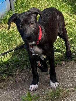 Kiki -  Mixed Breed Dog for Adoption in Valley Stream, New York - Kiki | PetCurious