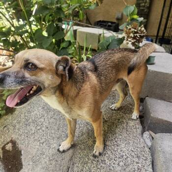 Dino -  Mixed Breed and Yorkshire Terrier Dog for Adoption in Fresno, California - Dino | PetCurious