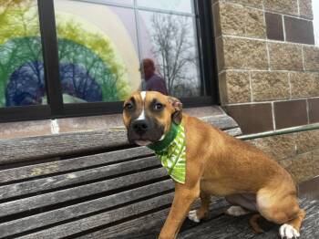 Pit Bull Terrier Dogs Available for Adoption - Shamrock | PetCurious