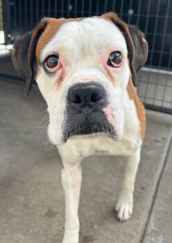 Boxer Dogs Available for Adoption - Shakira | PetCurious
