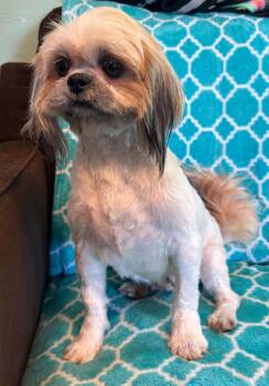 Shih Tzu Dogs Available for Adoption in Pacolet, South Carolina - Jolie Mar 26 | PetCurious