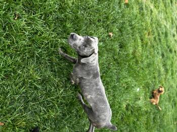 Rescue Cane Corso Dogs for Adoption in Brownstown, Indiana - Nyx | PetCurious