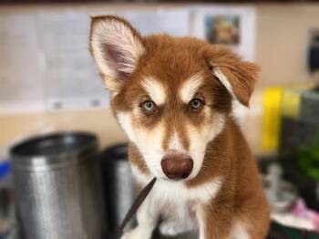A273526 -  Siberian Husky Dog for Adoption in Chula Vista, California - A273526 | PetCurious