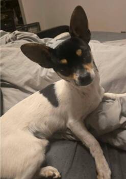 Tom -  Chihuahua Dog for Adoption in Sedalia, Colorado - Tom | PetCurious