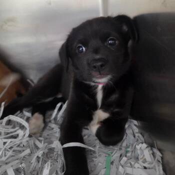 Slushie -  Chihuahua and Terrier Dog for Adoption in Lakeland, Florida - Slushie | PetCurious