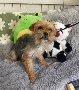 Yorkshire Terrier Dogs Available for Adoption - Melinda | PetCurious