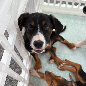 Mixed Breed Dogs Available for Adoption in Wando, South Carolina - Milo | PetCurious
