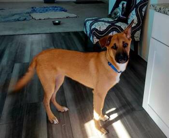 German Shepherd Dog Dogs Available for Adoption - Goldie | PetCurious