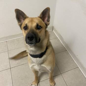 Shepherd Dogs Available for Adoption - Smokey | PetCurious