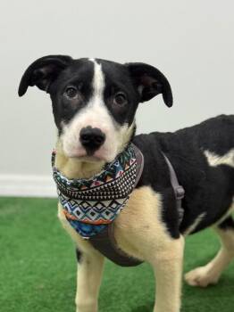 Labrador Retriever and Terrier Dogs Available for Adoption - Marley | PetCurious