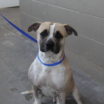 Pit Bull Terrier Dogs Available for Adoption in Yucca Valley, California - Balboa | PetCurious