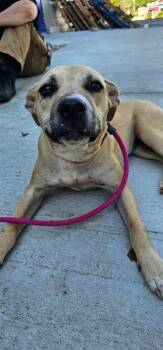 Marla -  Terrier Dog for Adoption in Athens, Tennessee - Marla | PetCurious