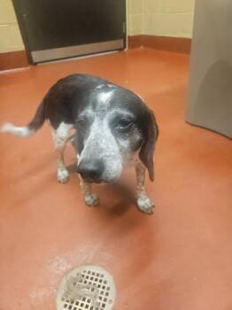 Bandit -  Beagle Dog for Adoption in Douglasville, Georgia - Bandit | PetCurious