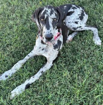 Pepper -  Great Dane Dog for Adoption in Denver, Colorado - Pepper | PetCurious