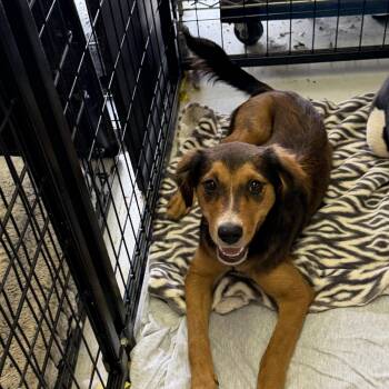 Jules -  Border Collie Dog for Adoption in Muldrow, Oklahoma - Jules | PetCurious