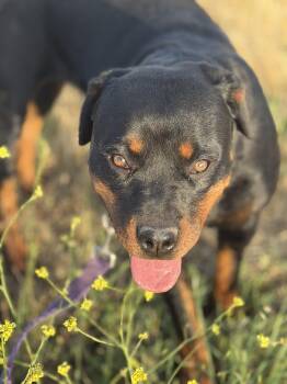 Rylee -  Rottweiler Dog for Adoption in Ramona, California - Rylee | PetCurious