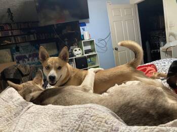 Huey -  Shiba Inu and Chihuahua Dog for Adoption in Chatham, Virginia - Huey | PetCurious
