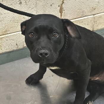 Mixed Breed Dogs Available for Adoption in Bartlett, Tennessee - Florence | PetCurious