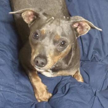 Rescue Dachshund Dogs for Adoption in Enterprise, Alabama - Louie | PetCurious