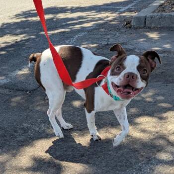 Dallas -  Boston Terrier Dog for Adoption in Chico, California - Dallas | PetCurious