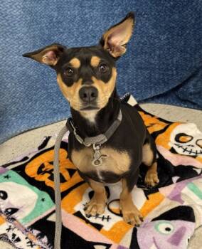 Rescue Chihuahua Dogs for Adoption in Salt Lake City, Utah - Max | PetCurious