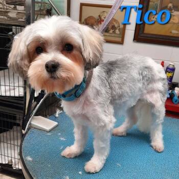 Shih Tzu Dogs Available for Adoption in Olathe, Kansas - Tico | PetCurious
