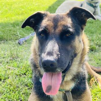 Rescue Mixed Breed Dogs for Adoption - Maddie | PetCurious