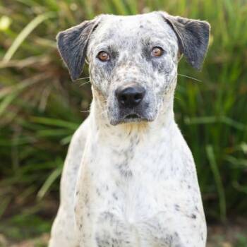 SWIRLS -  Australian Cattle Dog Blue Heeler Dog for Adoption in Camarillo, California - SWIRLS | PetCurious