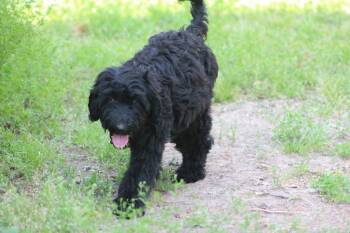 Golden Retriever and Poodle Dogs Available for Adoption in Gorham, Maine - Marigold Bloom | PetCurious