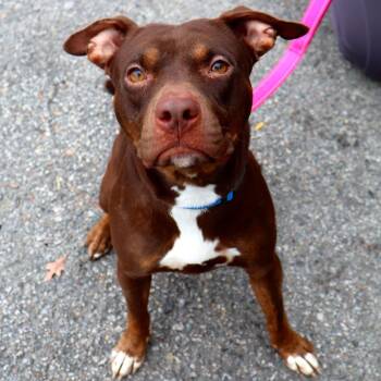 Sunshine -  Mixed Breed Dog for Adoption in Warwick, Rhode Island - Sunshine | PetCurious