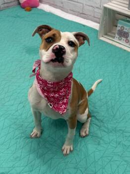 Boo Thang -  Mixed Breed Dog for Adoption in Detroit, Michigan - Boo Thang | PetCurious