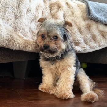 Milly Way -  Yorkshire Terrier and Poodle Dog for Adoption in Philadelphia, Pennsylvania - Milly Way | PetCurious
