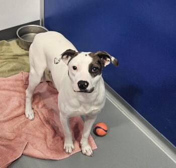 Rescue Mixed Breed Dogs for Adoption in Kalamazoo, Michigan - Jolene | PetCurious