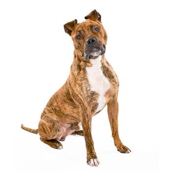 Bullmastiff Dogs Available for Adoption in Des Moines, Iowa - Chaplin | PetCurious