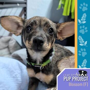 Blossom -  Chihuahua and Jack Russell Terrier Dog for Adoption in Spokane, Washington - Blossom | PetCurious