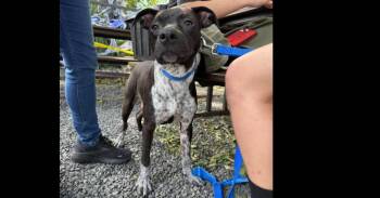 Jade (CP) -  Retriever Dog for Adoption in Dallas, Texas - Jade (CP) | PetCurious