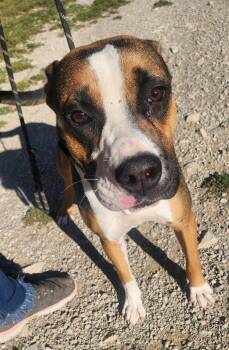 Rescue Beagle Dogs for Adoption in Berea, Kentucky - Bellini | PetCurious