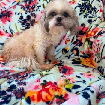 Birdie -  Shih Tzu Dog for Adoption in Dandridge, Tennessee - Birdie | PetCurious