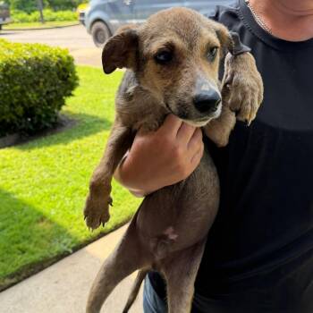 Jagger -  Shepherd and Mixed Breed Dog for Adoption in Pawling, New York - Jagger | PetCurious