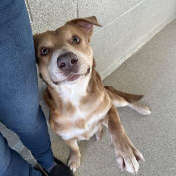 Mixed Breed Dogs Available for Adoption in Columbus, North Carolina - Tanner Blue | PetCurious