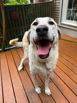 Sena -  Anatolian Shepherd Dog for Adoption in Bellingham, Washington - Sena | PetCurious