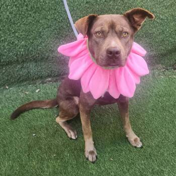 American Staffordshire Terrier Dogs Available for Adoption in Oak Point, Texas - Dove | PetCurious