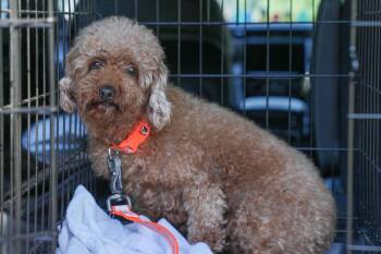 Trixie Jo -  Poodle Dog for Adoption in Columbus, Ohio - Trixie Jo | PetCurious