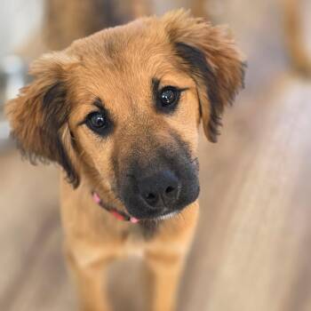 Mixed Breed and Yellow Labrador Retriever Dogs Available for Adoption - Mocha | PetCurious
