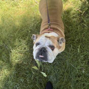 Penelope (Penny) -  English Bulldog Dog for Adoption in Chicago, Illinois - Penelope (Penny) | PetCurious