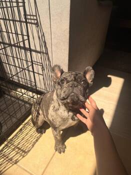 Dink -  French Bulldog Dog for Adoption in Warr Acres, Oklahoma - Dink | PetCurious