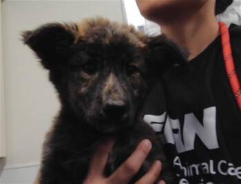 FRITTER -  Pit Bull Terrier and Mixed Breed Dog for Adoption in Albuquerque, New Mexico - FRITTER | PetCurious