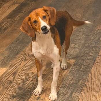 Lucy -  American Foxhound Dog for Adoption in Jupiter, Florida - Lucy | PetCurious